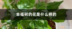 幸福树怎么会开花呢 幸福树的花是什么样的，怎样让幸福树开花