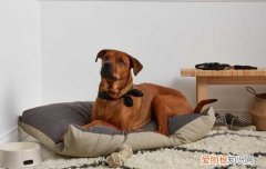 藏獒多久认主 藏獒几个月认主人