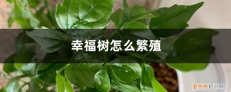 幸福树播种繁殖 幸福树怎么繁殖，幸福树繁殖方法