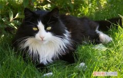 猫瞳孔放大是怎么回事