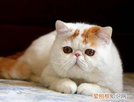 猫不喝水是什么原因 猫不喝水后果