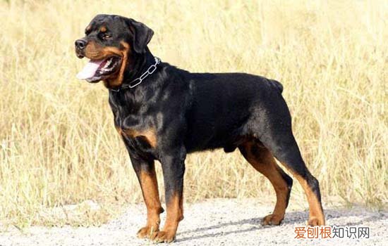 拉萨犬的特点 拉萨犬是大型犬吗