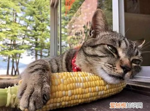 猫可以吃熟玉米嘛 猫咪能吃玉米吗熟的