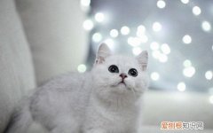 猫咬人该怎么教育 宠物猫咬人教育