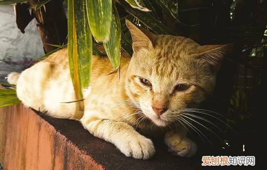 四个月小猫一天吃多少鸡胸肉 四个月小猫一天吃多少