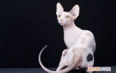 斯芬克斯猫一天吃多少猫粮 斯芬克斯猫一天喂几顿