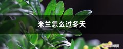 米兰花越冬温度 米兰怎么过冬天，米兰花过冬最低温度