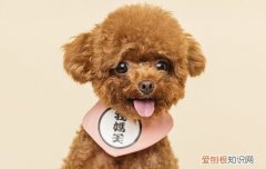 不脱毛的犬有哪些 不脱毛的犬是什么犬