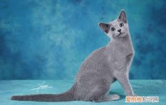 猫咪可以天天洗澡么 猫咪可不可以天天洗澡