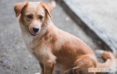 不属于禁养犬种的大型犬是 不属于禁养犬种的大型犬