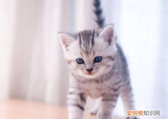 虎斑猫掉毛不 虎斑猫掉毛