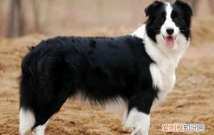 边牧属于大型犬么 边牧是大型犬吗