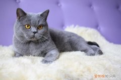 英短蓝猫掉毛多吗 英短蓝猫会不会掉毛