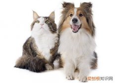 养猫比养狗费钱吗 养猫费钱还是养狗费钱