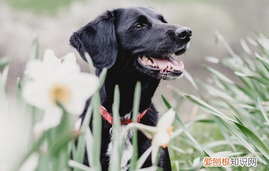 神犬小七是什么狗图片 神犬小七是什么狗