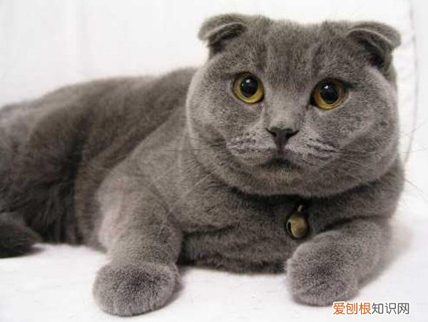 英短猫什么颜色最贵 英短猫什么颜色贵