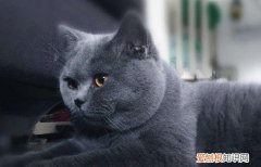 英短蓝猫体重标准 英短蓝猫体重