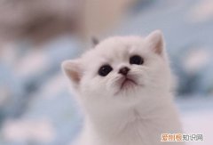 银渐层猫有先天性疾病么 银渐层猫生病