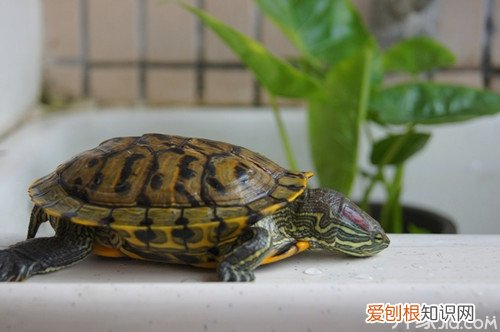 【宠物管家】巴西龟能长多大，宠物巴西龟能长大吗