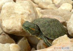 【宠物管家】巴西龟能长多大，宠物巴西龟能长大吗