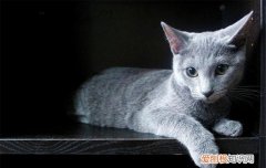 猫毛很光滑 猫的毛干涩无光泽