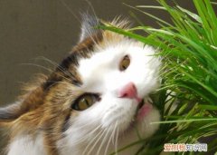 猫咪吃猫草有什么用 猫咪吃猫草