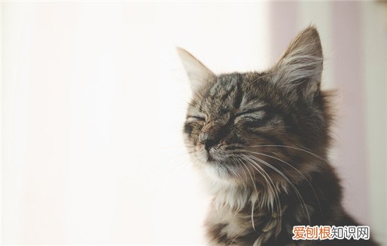 猫咪的耳朵掉毛而且红 猫咪的耳朵掉毛