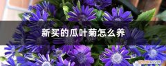 刚买的瓜叶菊怎么养 新买的瓜叶菊怎么养