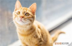 猫咪掉大块毛发怎么办 猫咪掉大块毛发