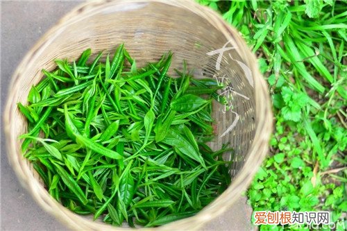 【涨知识】蒙顶山茶的种类及功效，蒙顶山茶有几种