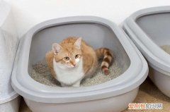 猫砂再利用 猫砂干净节约