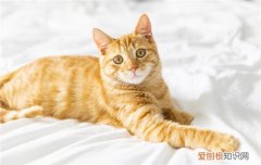 猫咪吃猫粮老是吐是什么原因 猫咪吃猫粮