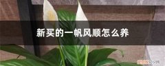 一帆风顺怎样养? 新买的一帆风顺怎么养