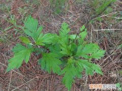 柳蒿种植方法柳蒿种植营养价值