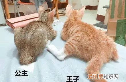 公猫和母猫怎么区别小的时候 公猫和母猫怎么区别