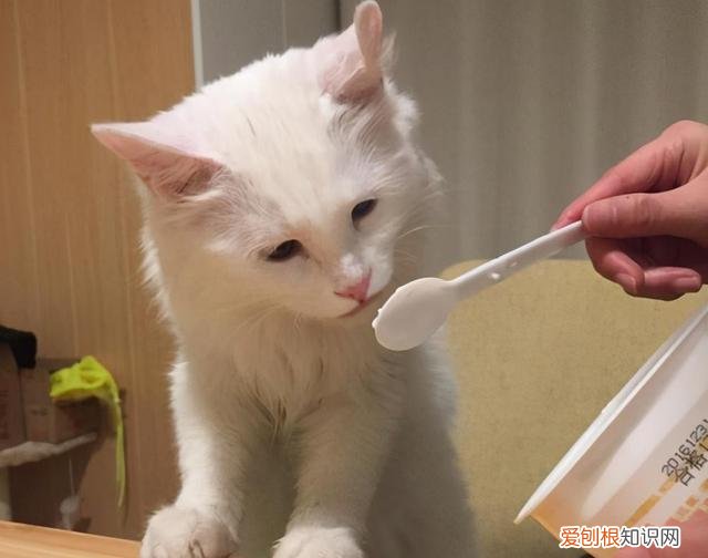 猫可以喝牛奶安慕希吗 猫可以喝酸奶吗安慕希
