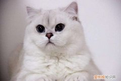 银渐层换胎毛后颜色会变淡 银渐层换胎毛