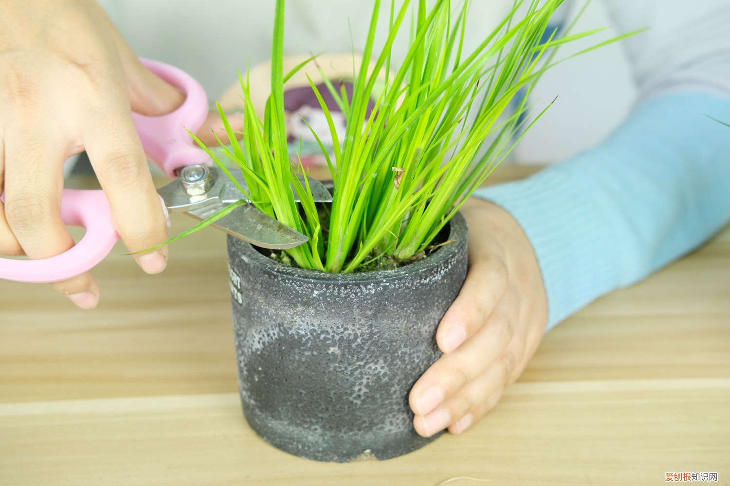 新买的菖蒲怎么养定 新买的菖蒲怎么养