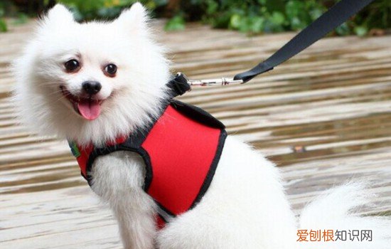 蝴蝶犬好不好养活 蝴蝶犬为什么养的人少的原因