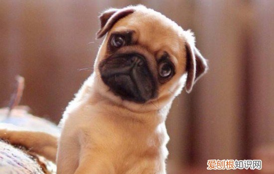 纯正巴哥犬图片 巴哥犬怎么看纯吗