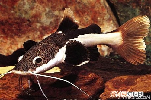 狗仔鲸好养吗?饲养狗仔鲸的注意事项,狗仔鲸好养吗?饲养狗仔鲸的注意事项是什么