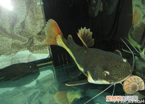 狗仔鲸好养吗?饲养狗仔鲸的注意事项,狗仔鲸好养吗?饲养狗仔鲸的注意事项是什么