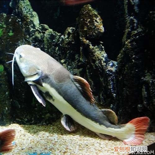 狗仔鲸好养吗?饲养狗仔鲸的注意事项,狗仔鲸好养吗?饲养狗仔鲸的注意事项是什么