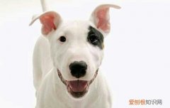 斯塔福犬适合家养吗斯塔福犬多少钱斯塔福犬价格 斯塔福犬适合家养吗