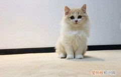 猫粮盆里有蚂蚁怎么办 猫粮碗老是有蚂蚁怎么办