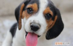 比格幼犬怎么分辨纯种 纯种比格犬怎么看