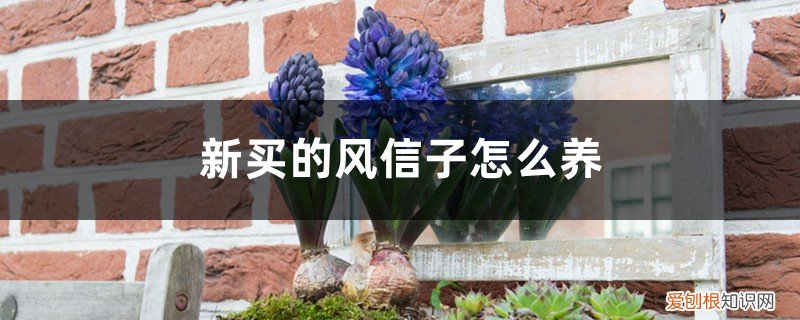 风信子买回来怎么养 新买的风信子怎么养