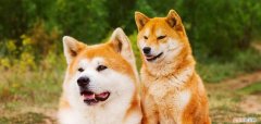 柴犬和秋田犬哪个是日本土狗 日本土狗是柴犬还是秋田