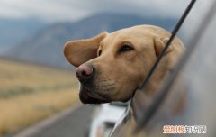 狗狗多大有听力 狗的听力范围多少千米