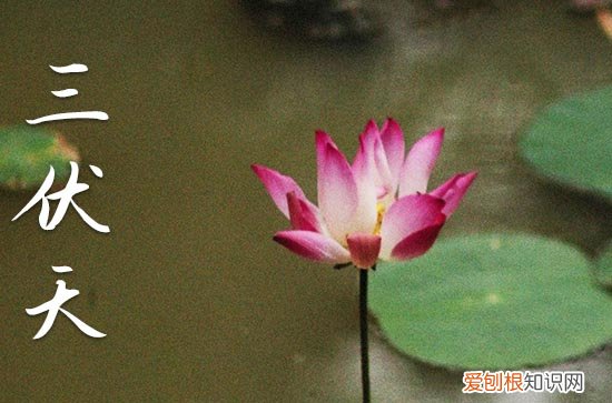 2023年三伏天是哪天开始